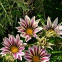 Gazania x splendens 'Big Kiss melange'
